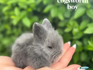 Mini Lion Lop rabbits Lion lops for sale! - Advert 7