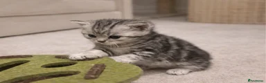 British Shorthair Kitten 5