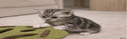 British Shorthair cats for sale: GCCF BSH silver tabby and silver chinchilla girls - Advert 21