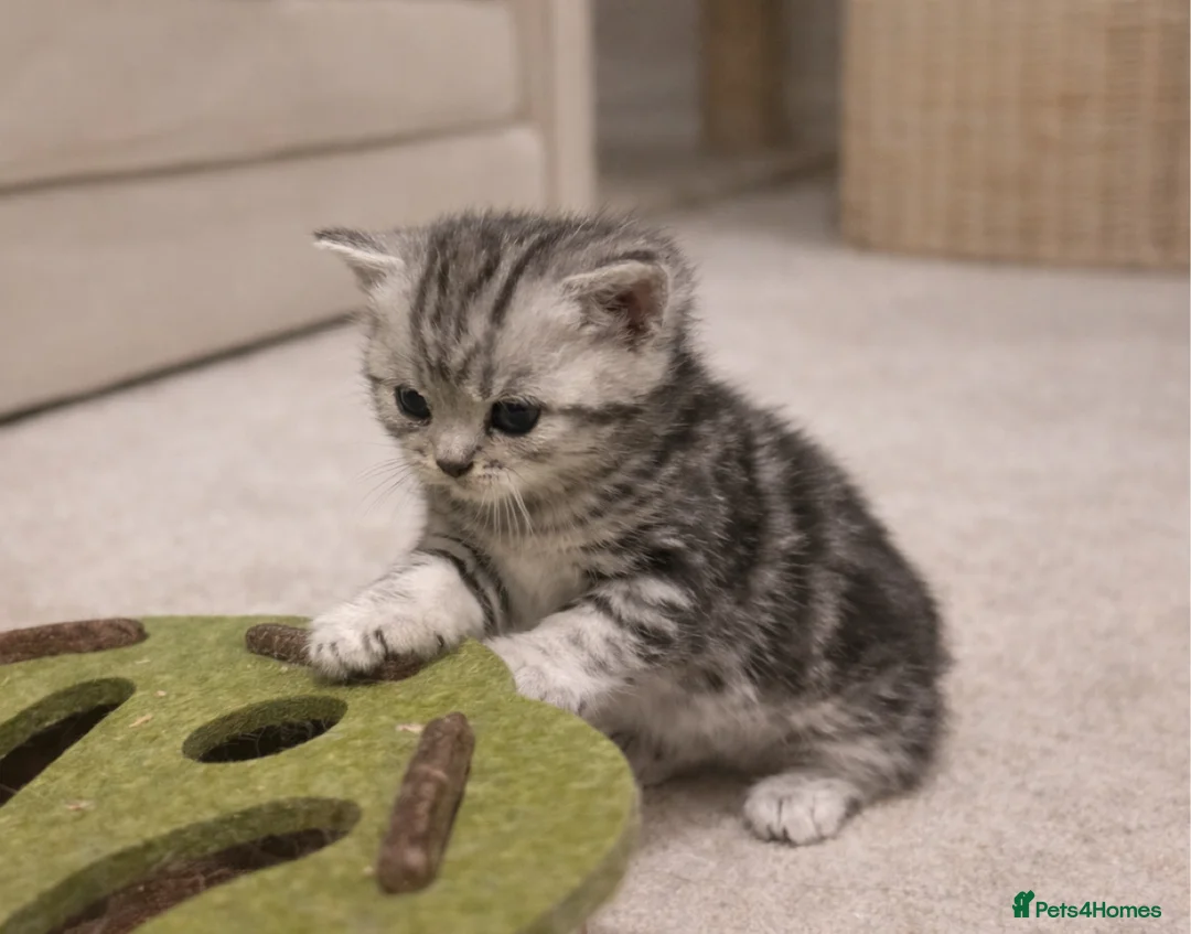 British Shorthair cats for sale: GCCF BSH silver tabby and silver chinchilla girls - Advert 21