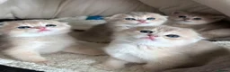 Scottish Fold cats for sale: Exceptional Blue Golden Scottish Fold & Straight🐱 - Advert 1