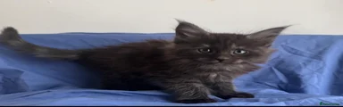 Maine Coon Kitten 4 Black smoke 