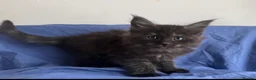 Maine Coon cats for sale: Champion line Maine coon active kittens - Advert 3