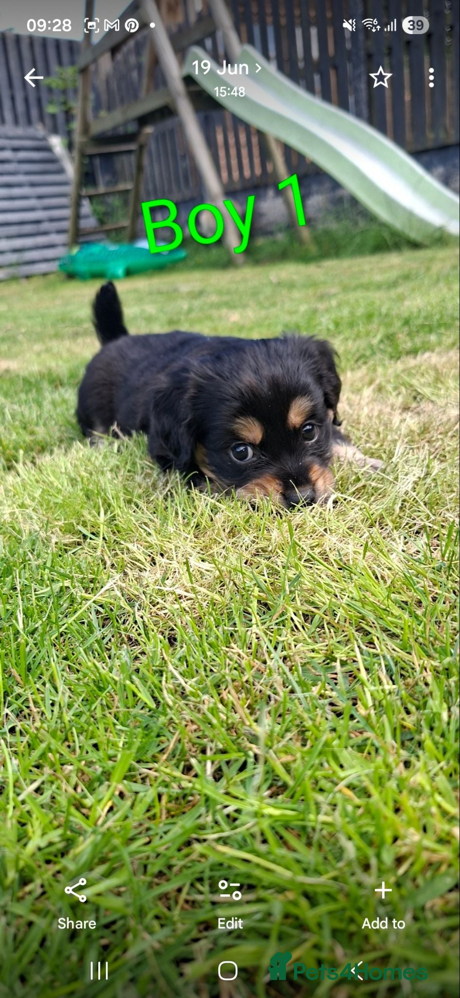 Mixed Breed dogs Cockerpom puppys 🐶 - Advert 1