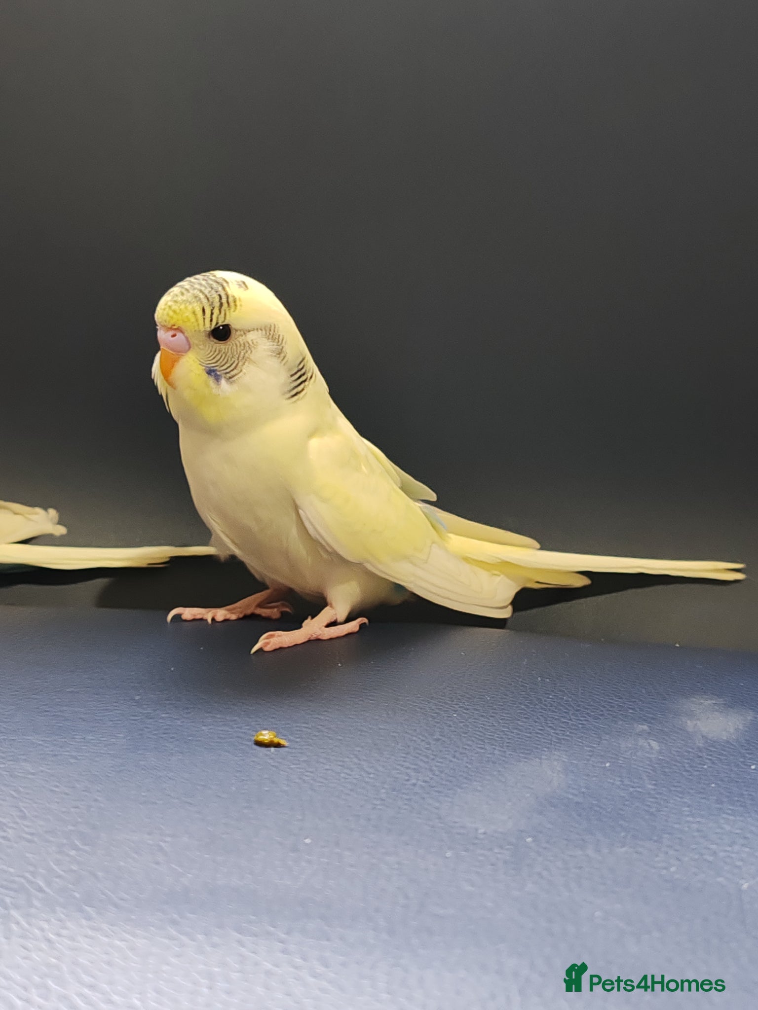 Parrots birds for sale: budgies 2 months and 3 months 1 week  - Advert 5
