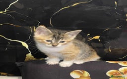 Mixed Breed cats for sale: Kataleja - Image 19