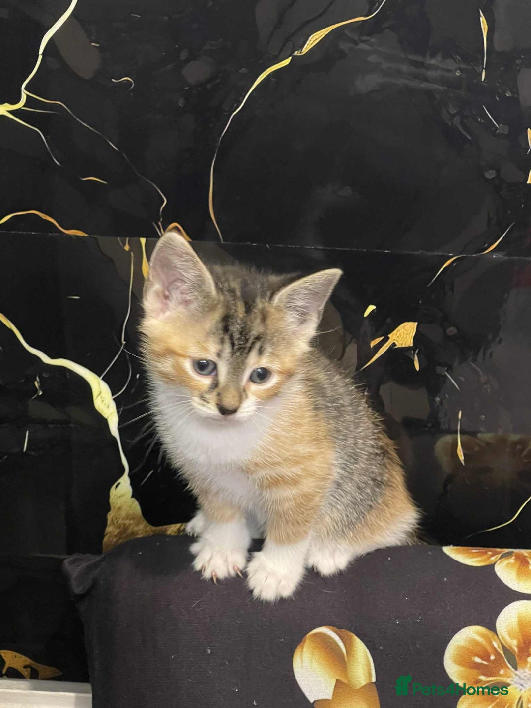 Mixed Breed cats for sale: Kataleja - Image 19
