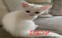 Mixed Breed cats for sale: 2beautiful male left in Portsmouth - Image 2