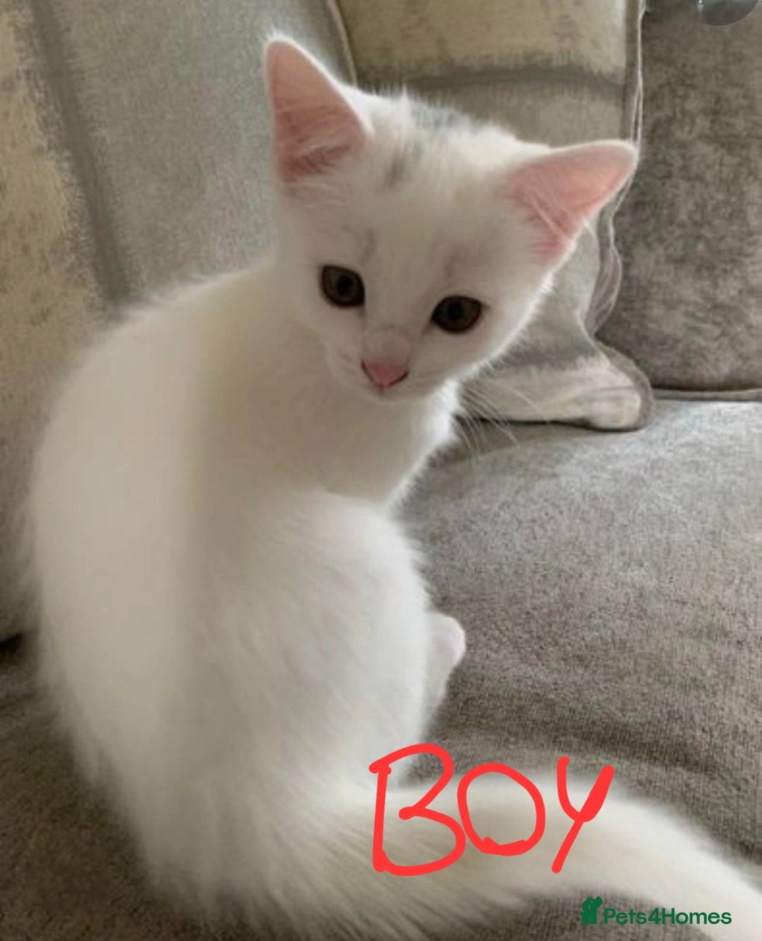 Mixed Breed cats for sale: 2beautiful male left in Portsmouth - Image 2