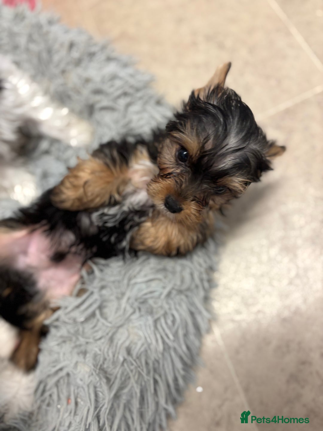 Yorkshire Terrier dogs for sale: Yorkshire terrier puppy boys - Image 8