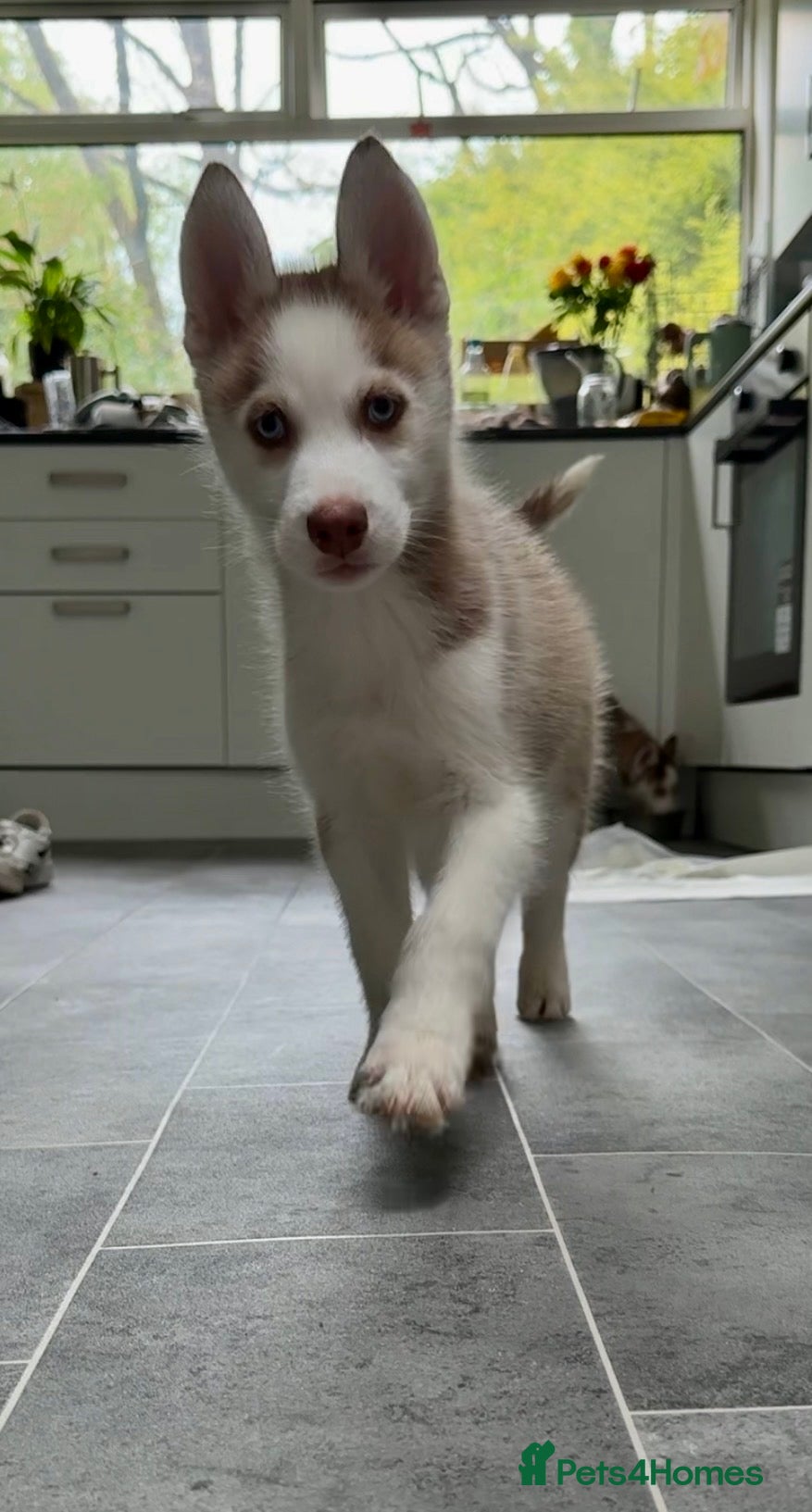 Siberian Husky dogs Ready now! Parents Imported stunning Husky Puppies - Advert 17