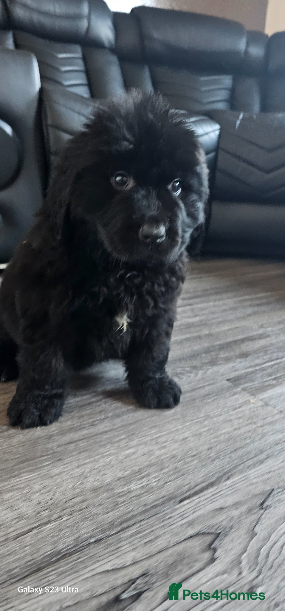 Newfoundland dogs for sale: Newfoundland pups for sale - Advert 2