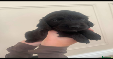 Cocker Spaniel dogs - Advert 1