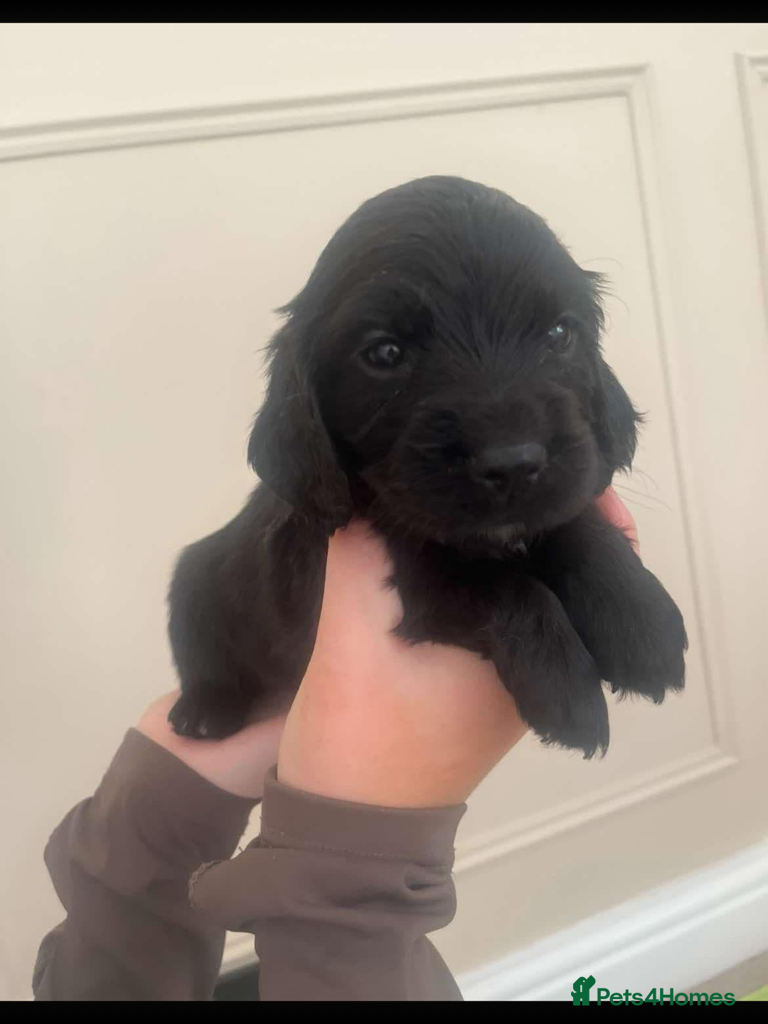 Cocker Spaniel dogs for sale: Working cocker spaniels  - Image 2