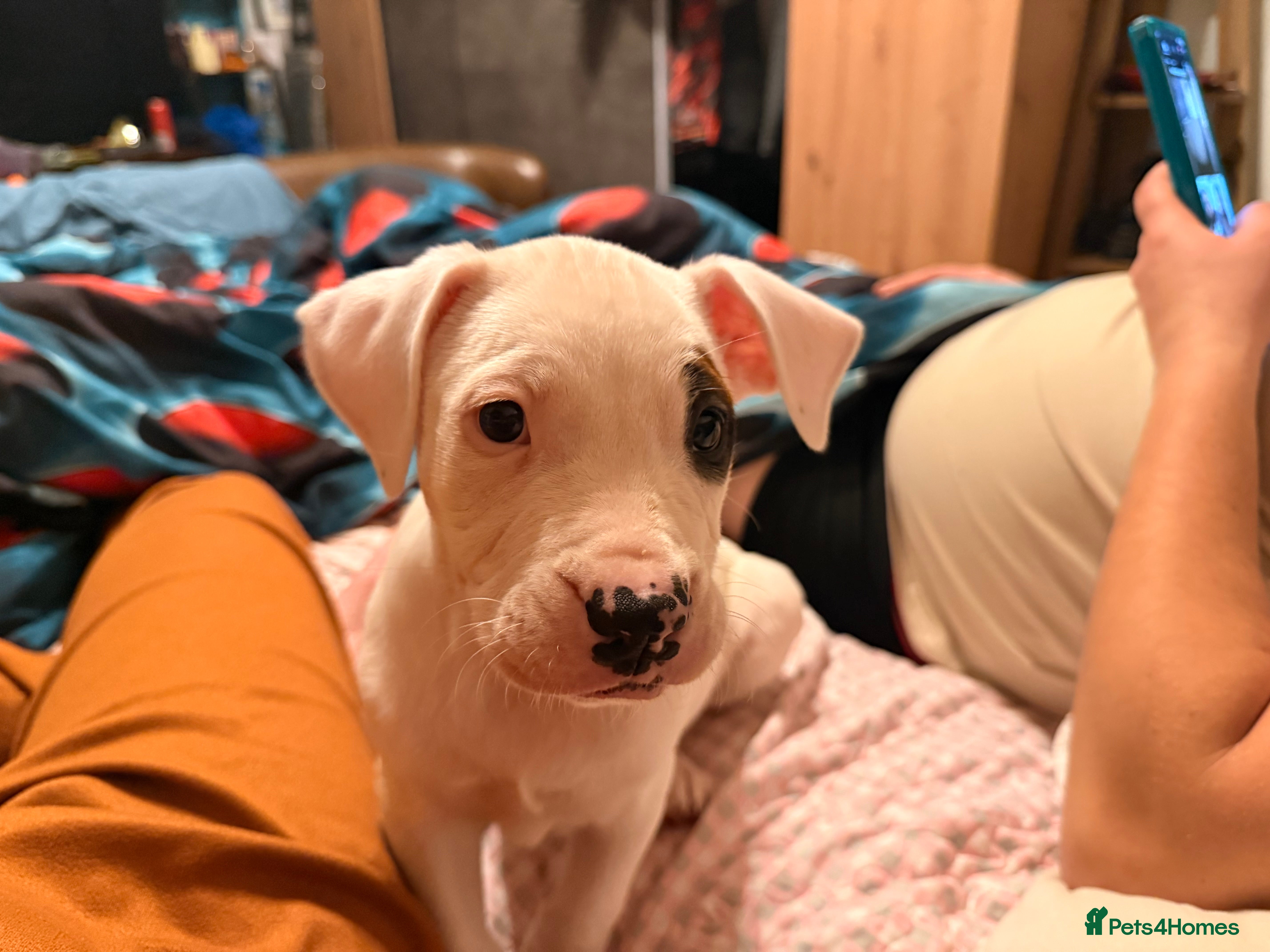 American Bully dogs 1 little puppy is  looking for a new family  in Banbury - Advert 1