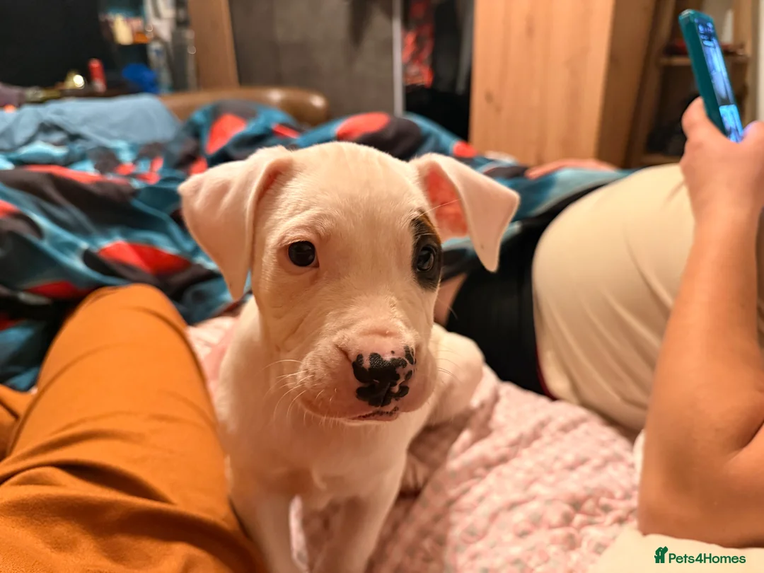 American Bully dogs for sale: 1 little puppy is  looking for a new family  in Banbury - Advert 1