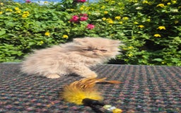 Persian cats for sale: 💙READY NOW💙🏆Champion sired boys💙 😸  - Image 12