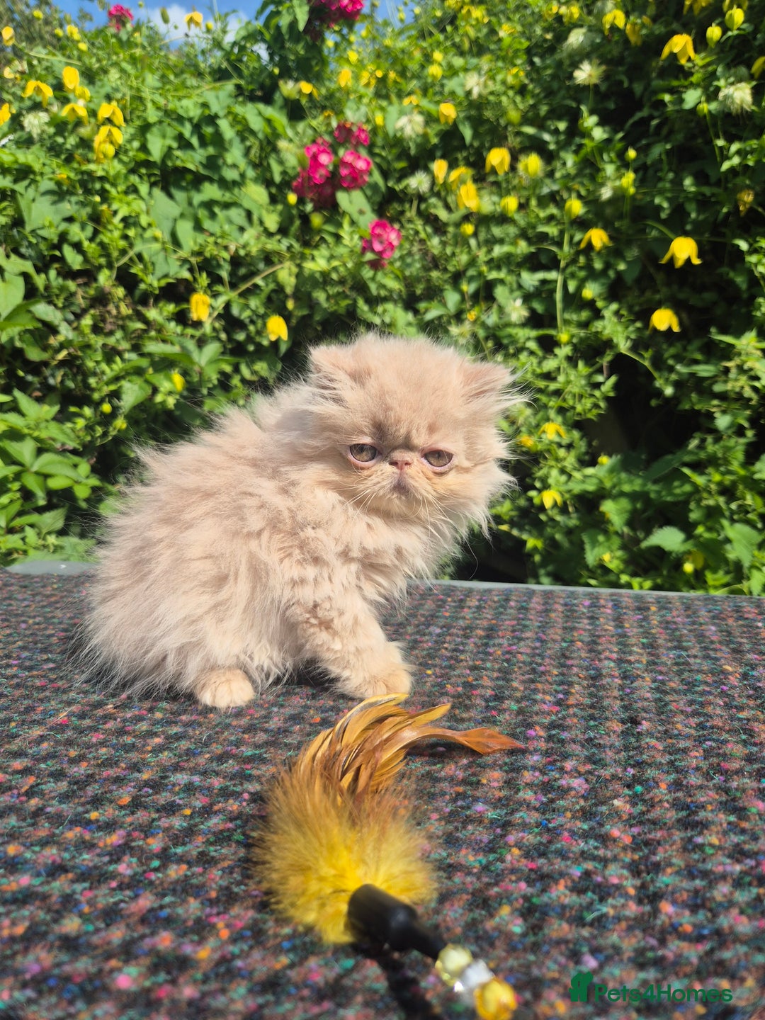 Persian cats for sale: 💙READY NOW💙🏆Champion sired boys💙 😸  - Image 12