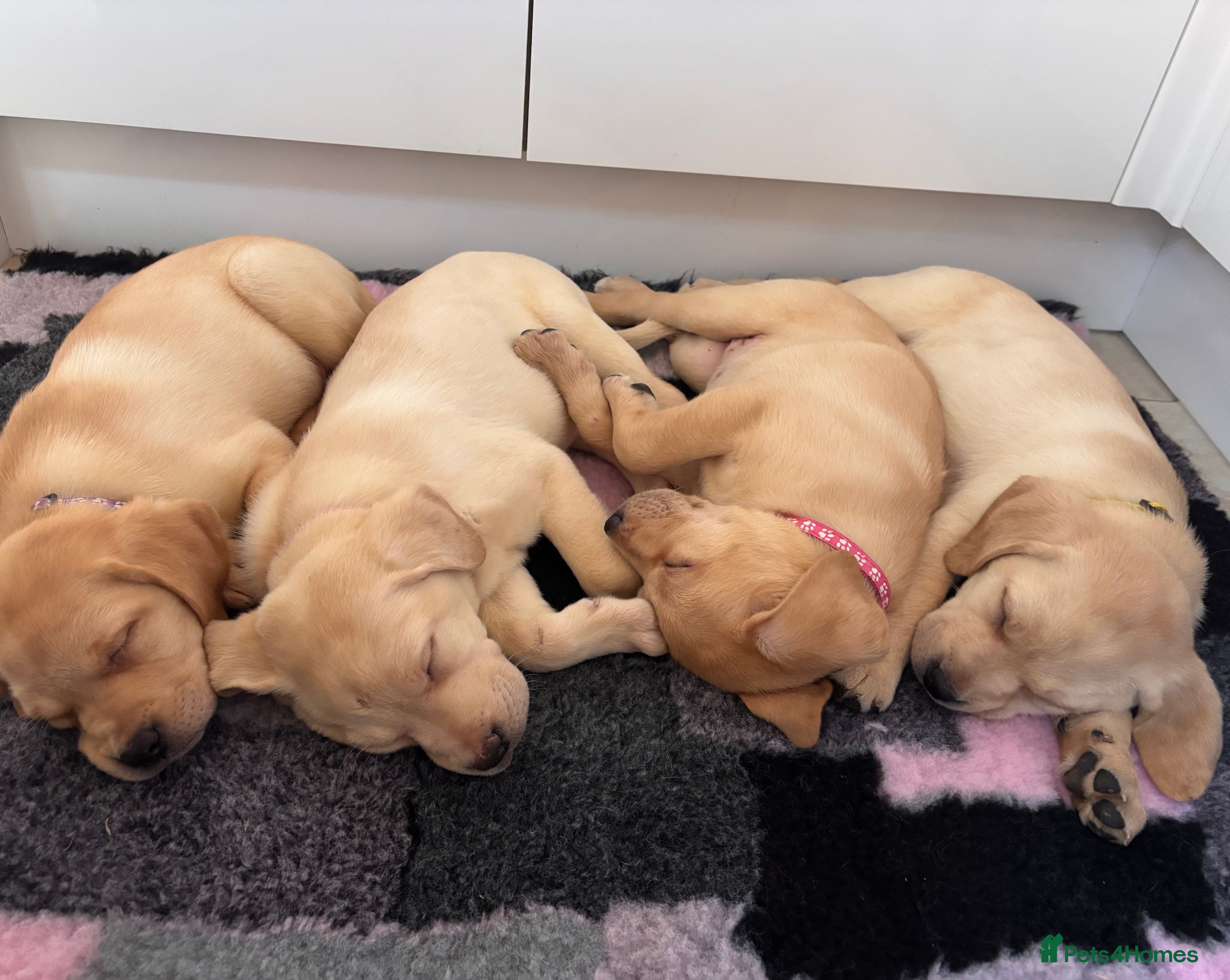 Labrador Retriever dogs Health tested pedigree labrador puppies - Advert 5