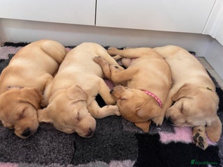 Labrador Retriever dogs Health tested pedigree labrador puppies - Advert 1