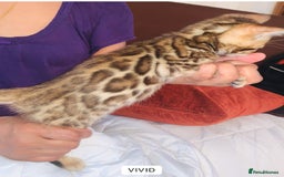 Bengal cats for sale: High Quality Rosetted Pure Breed Bengal in Chigwell - Image 3
