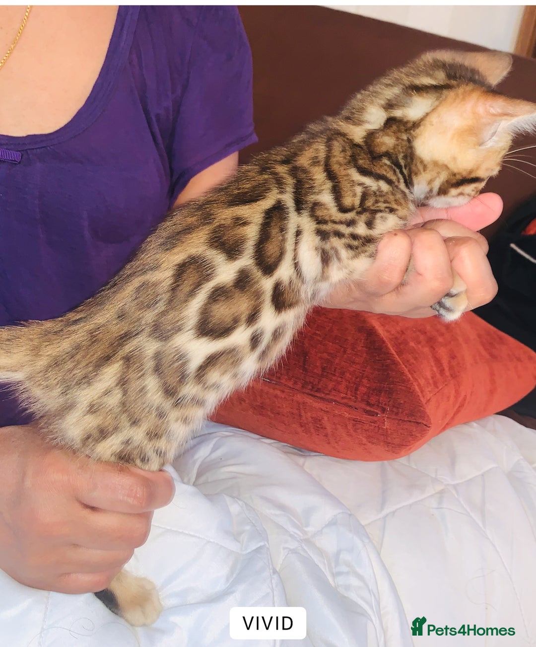 Bengal cats for sale: High Quality Rosetted Pure Breed Bengal in Chigwell - Image 3