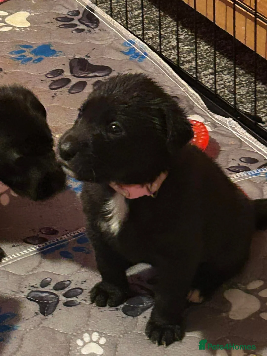 Mixed Breed dogs for sale: Collie x Labrador - 3 Girls left - Advert 2