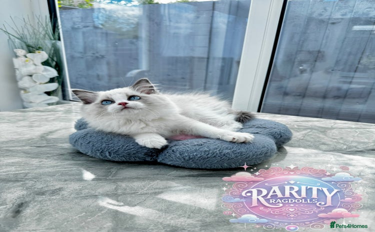 Ragdoll cats - Advert 9