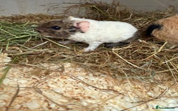 Guinea Pig rodents for sale: Teddy guinea pigs  - Image 25