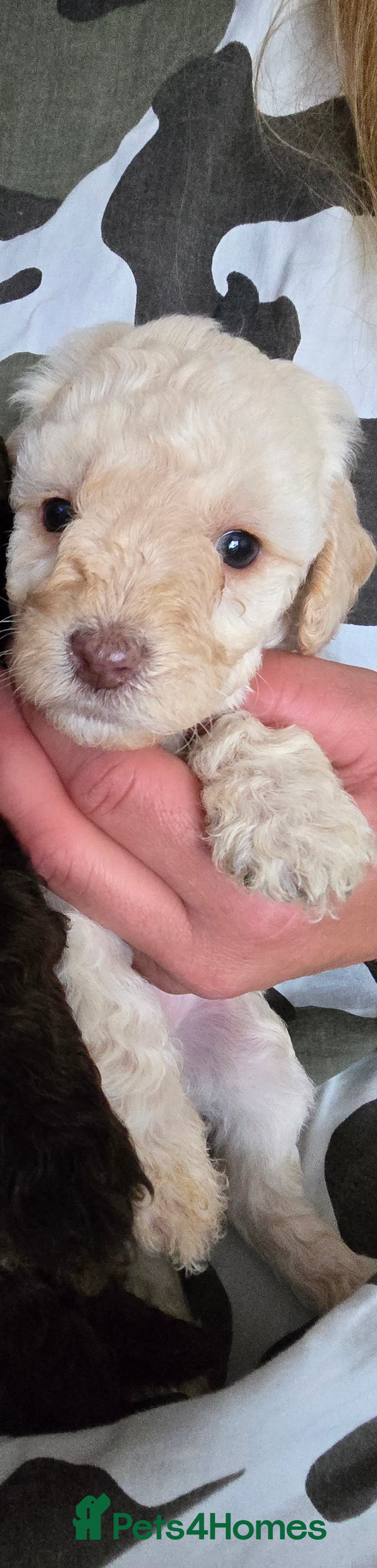 Standard Poodle dogs for sale: 7 Standard poodles for sale including 2 merle - Image 20