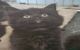 Maine Coon cats for sale: Beautiful black fluffy part maincoon kittens - Image 13