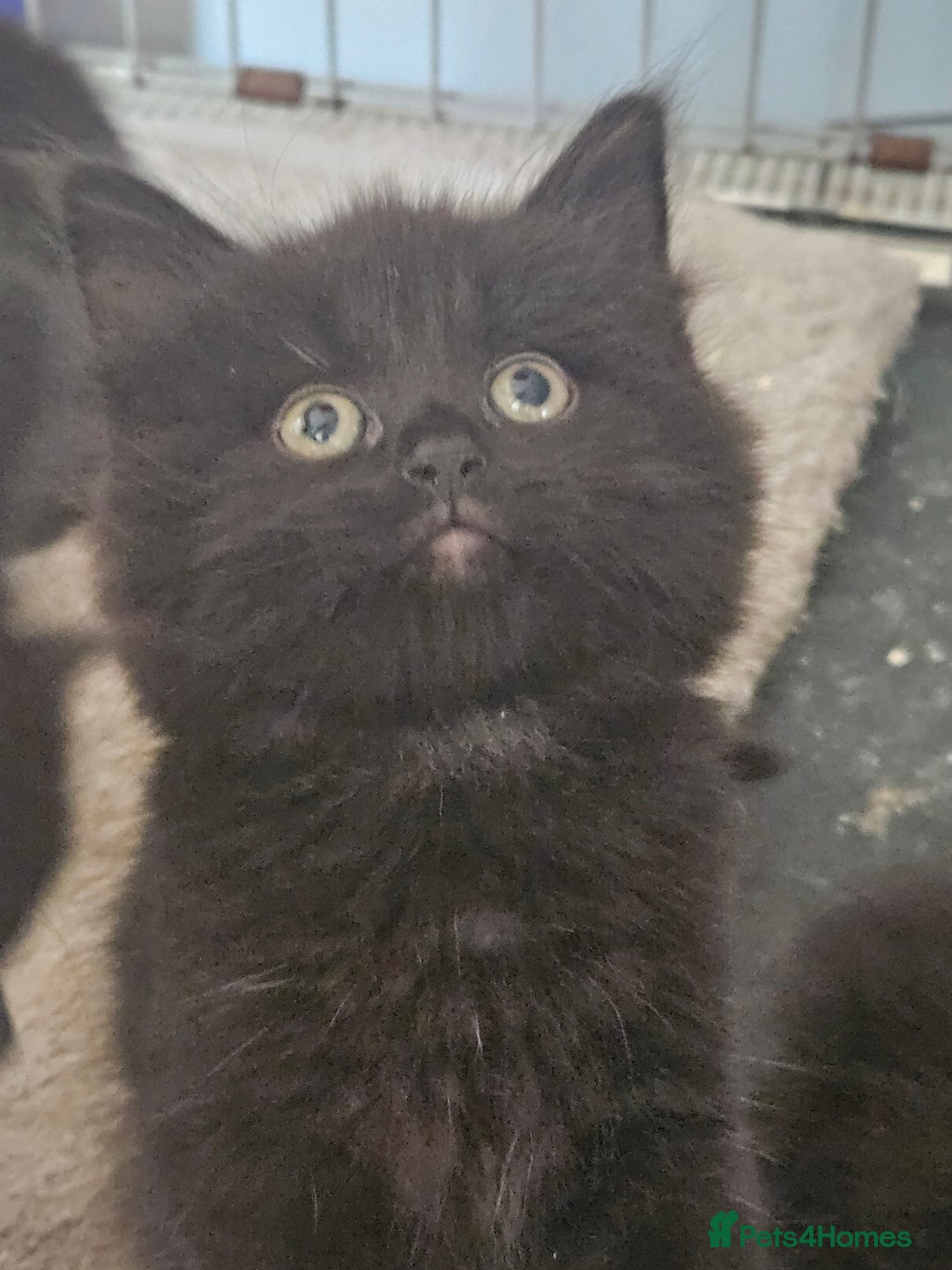Maine Coon cats for sale: Beautiful black fluffy part maincoon kittens - Image 13