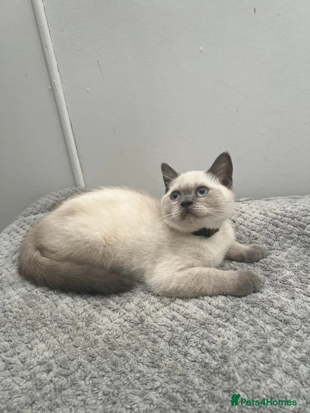 British Shorthair cats for sale: PRICE DROP! 4 BSH ready for new home - Advert 5