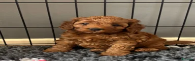 Cockapoo 1