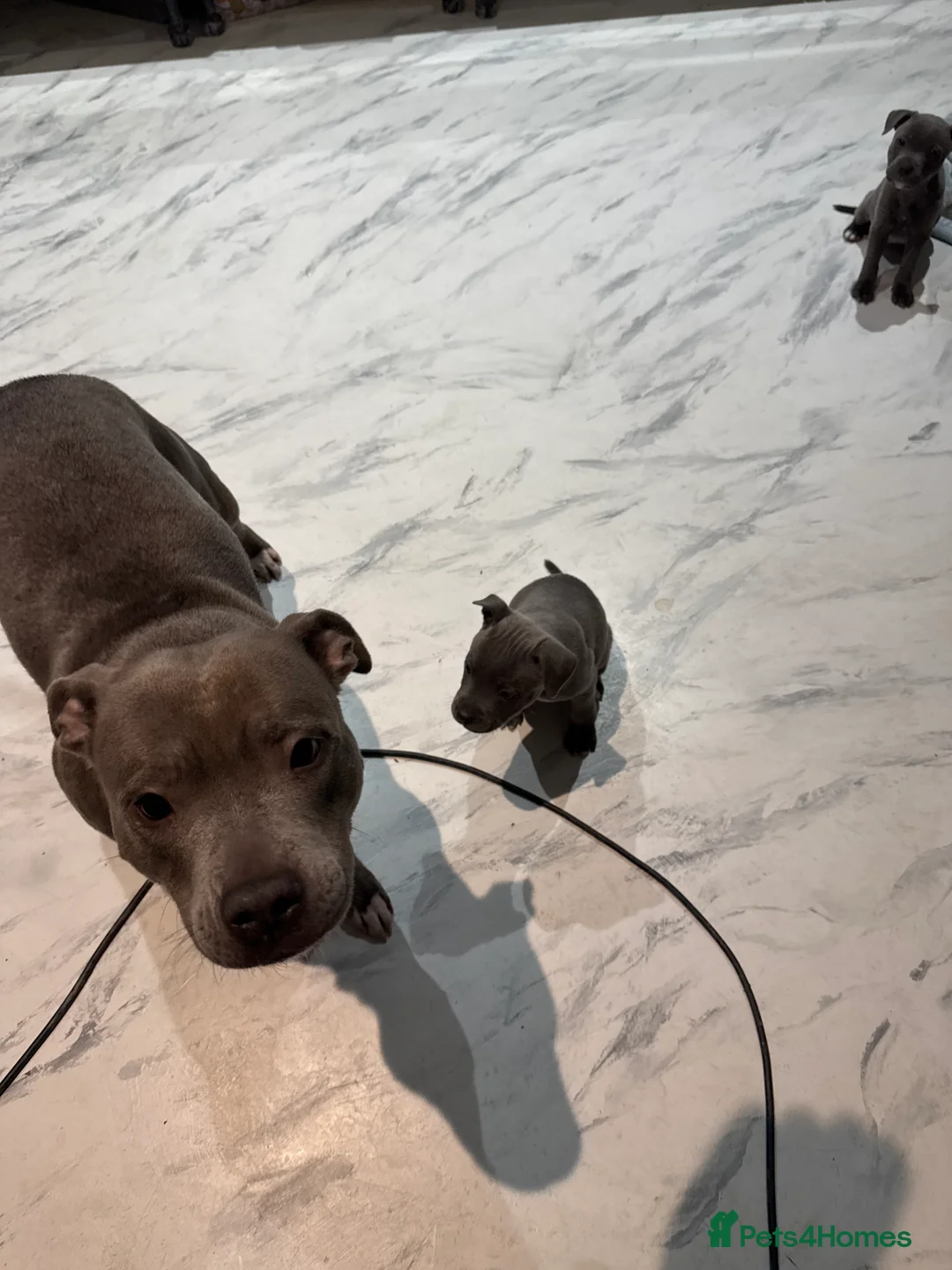 Staffordshire Bull Terrier dogs for sale: Blue Staffordshire puppies  - Advert 2