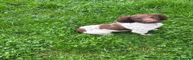 English Springer Spaniel 1