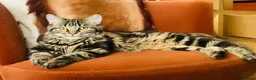 Mixed Breed cats for sale: Maine Coon Mixed Kittens Tabby & Tuxedo Richmond - Advert 27