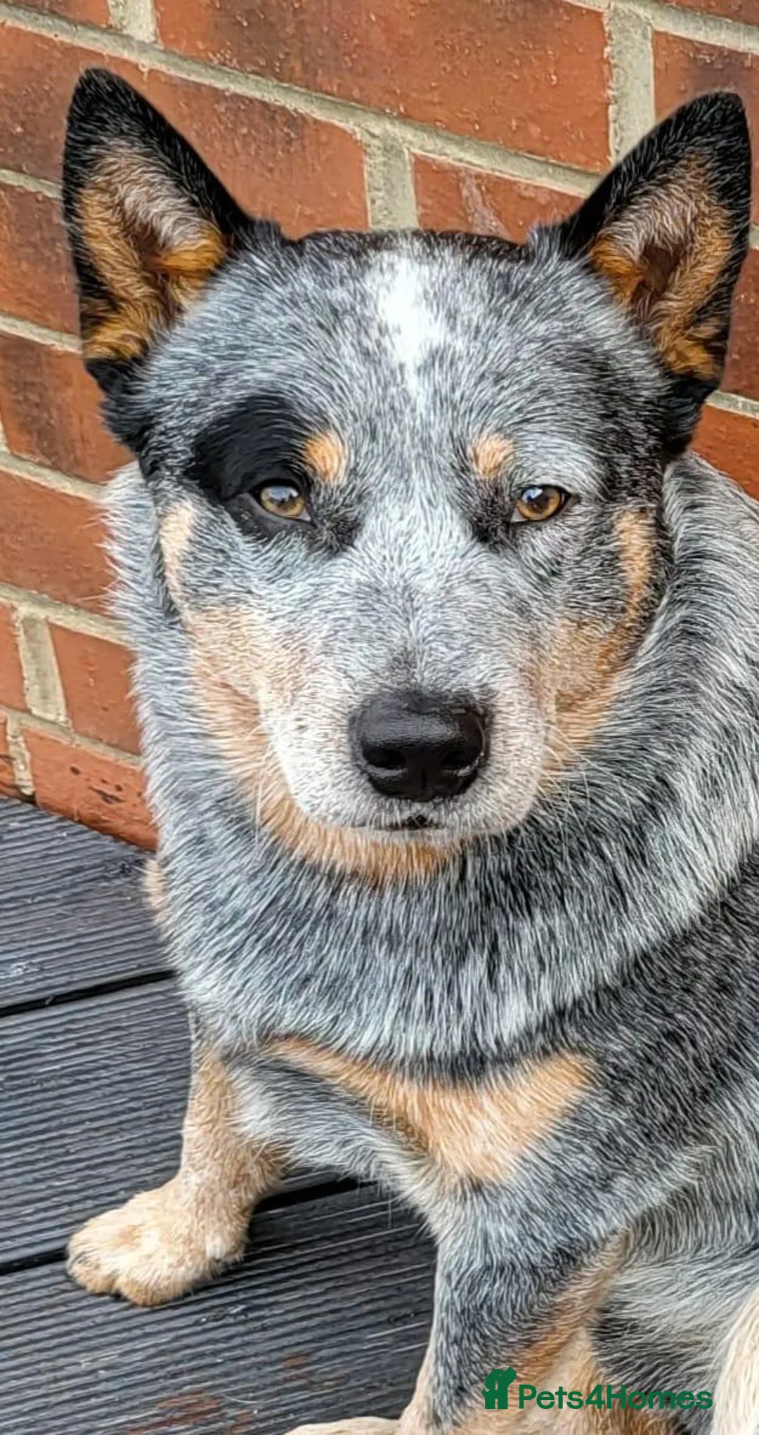 Australian Cattle Dog dogs for sale: Australian cattle dog - Advert 2