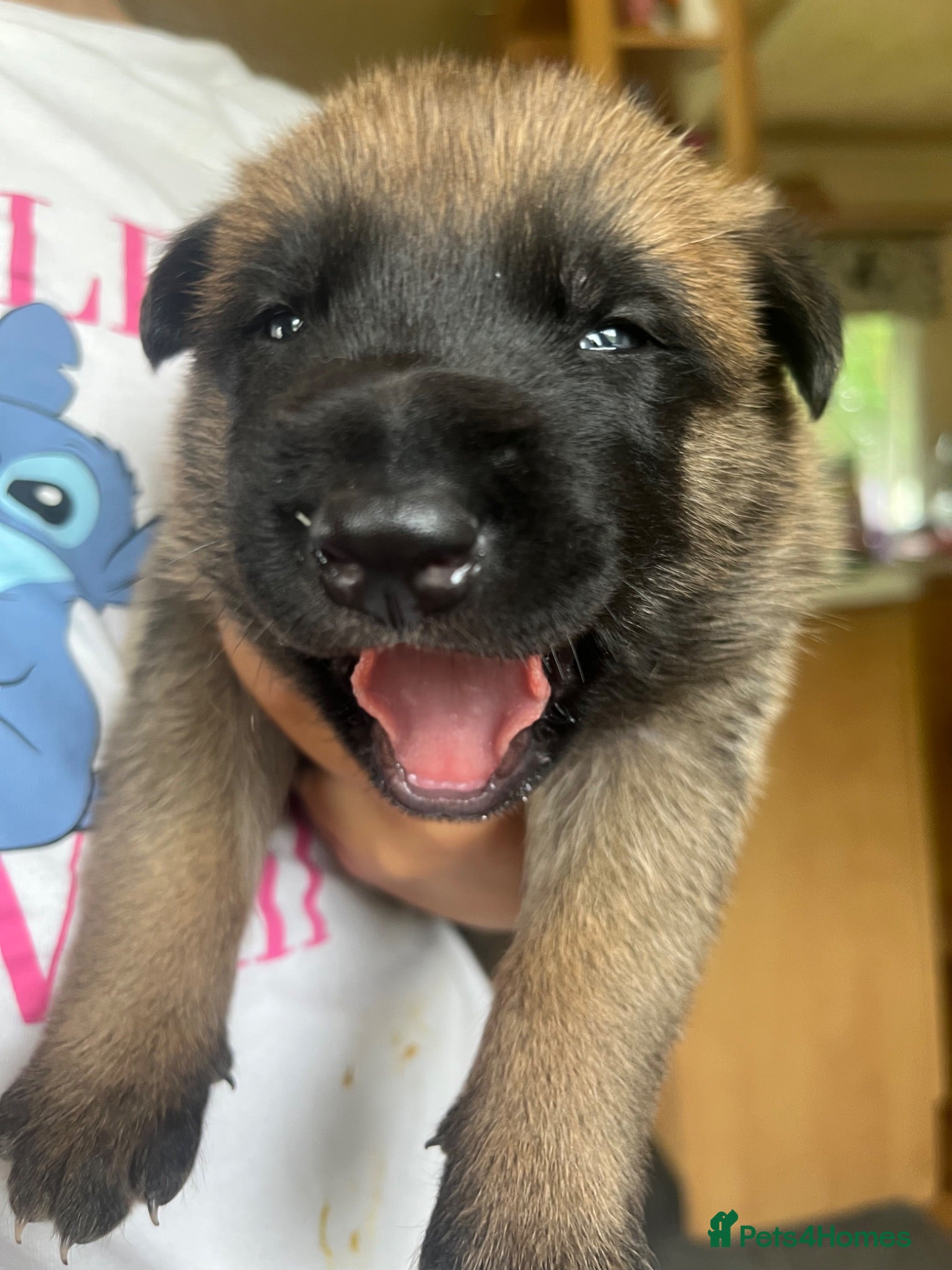 Belgian Shepherd Dog dogs Gorgeous Malinois Puppies ‼️ - Advert 4