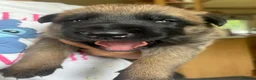Belgian Shepherd Dog dogs for sale: Confident Mali Pups  **   ‼️ - Advert 4