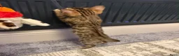 Bengal cats for sale: Bengal  - Advert 5