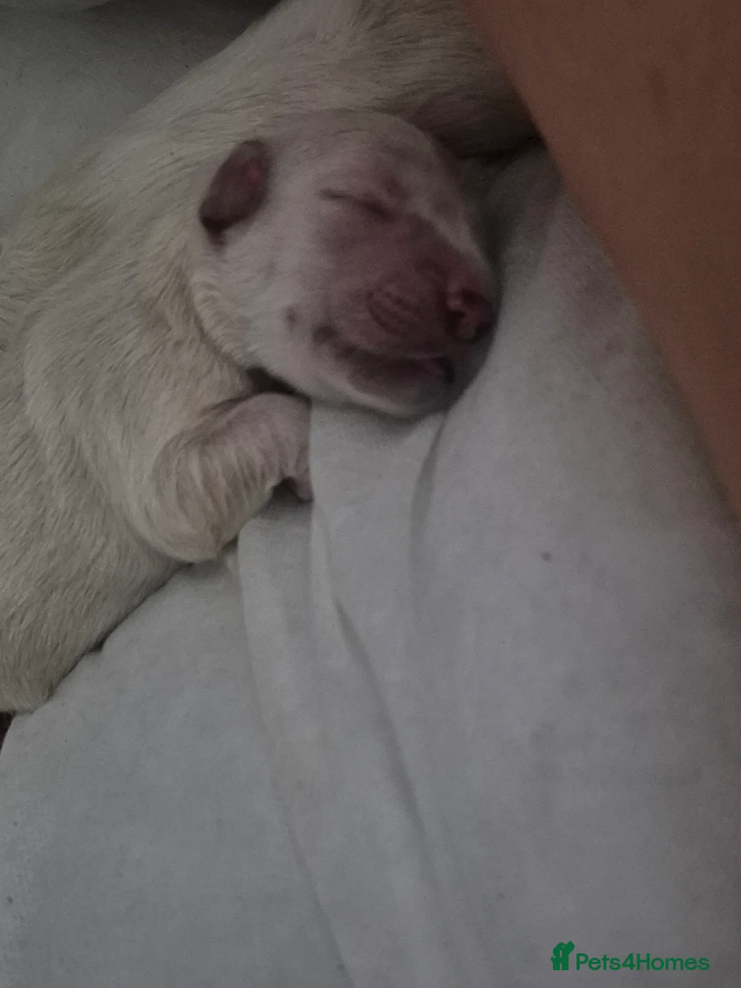 Golden Retriever dogs for sale: 3 girls 1.boy  ! Our Bellas first litter x   - Advert 17