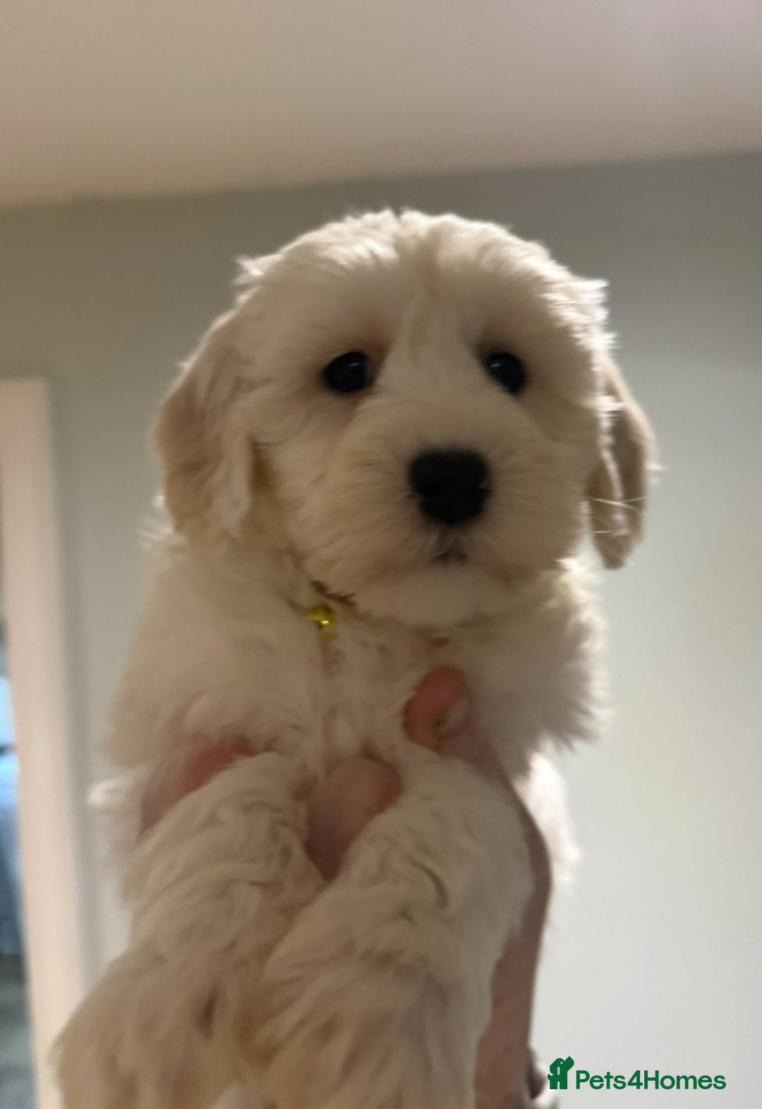 Mixed Breed dogs for sale: Toy Westiepoo Puppies - Non-Shed - Advert 14