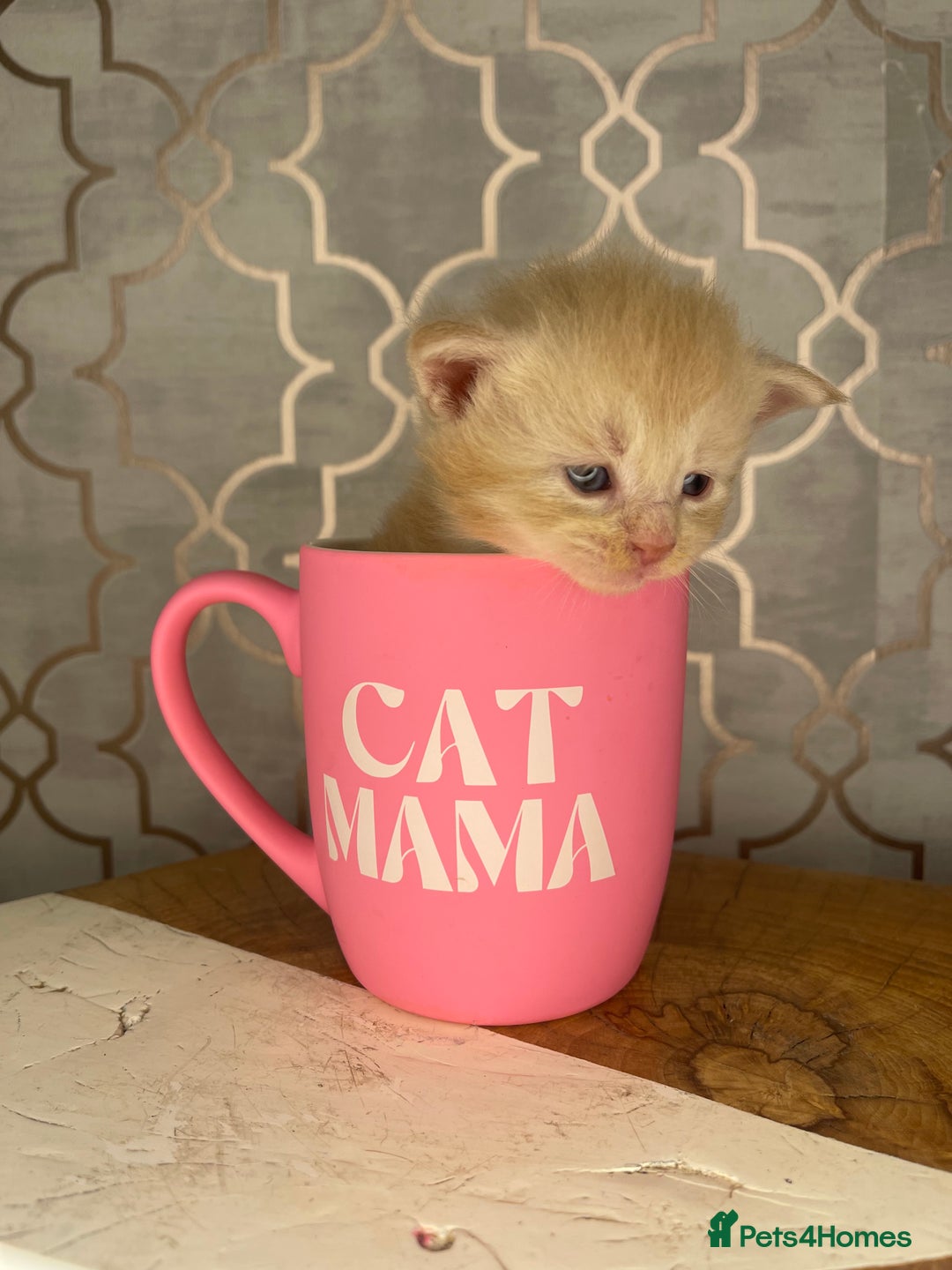 Maine Coon cats for sale: 🐾💛5 Sweet Maine Coons looking for forever home💛 - Advert 34