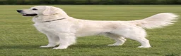 Golden Retriever dogs for sale: Cream Golden Retriever Puppies soon to be born  in Boston - Advert 10
