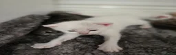 Mixed Breed cats for sale: Cute and  playful kittens  - Advert 14