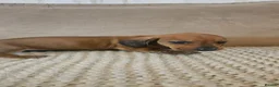 Dachshund dogs for sale: Miniature Dachshund puppies - Advert 7