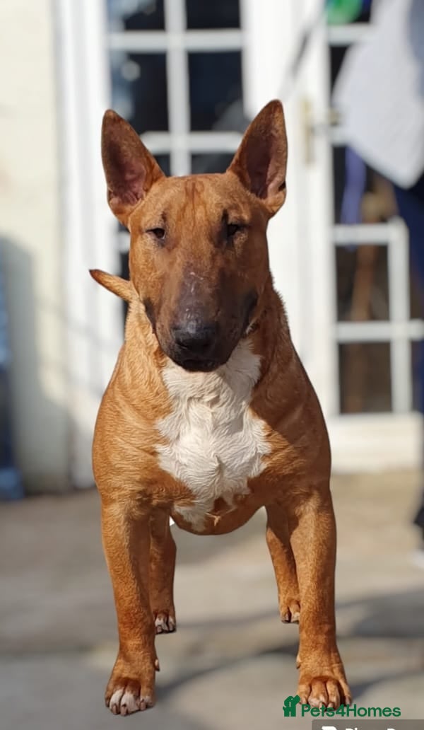 English Bull Terrier dogs Proven Bull Terrier studs x 2 - Advert 1