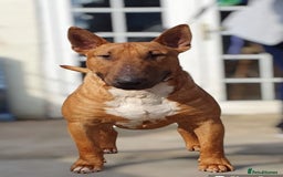 English Bull Terrier dogs for stud: Proven Bull Terrier studs x 2 - Image 1