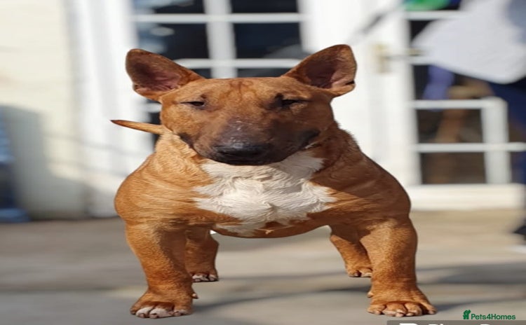 English Bull Terrier dogs - Advert 1